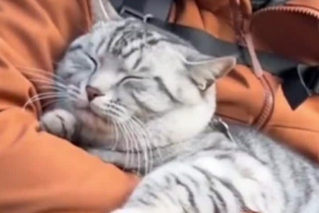 “冤种小猫”火了：被游客反复救下山 被迫爬山回家