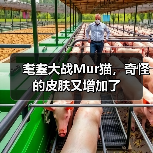 耄耋大战Mur猫,奇怪的皮肤又增加了(图3) 耄耋大战Mur猫,奇怪的皮肤又增加了(图3)